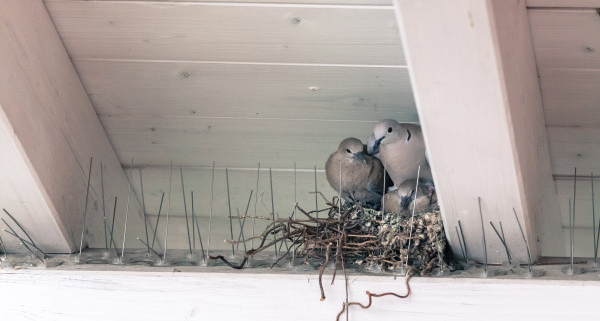 Conseils pour empêcher les oiseaux de rentrer sous la toiture